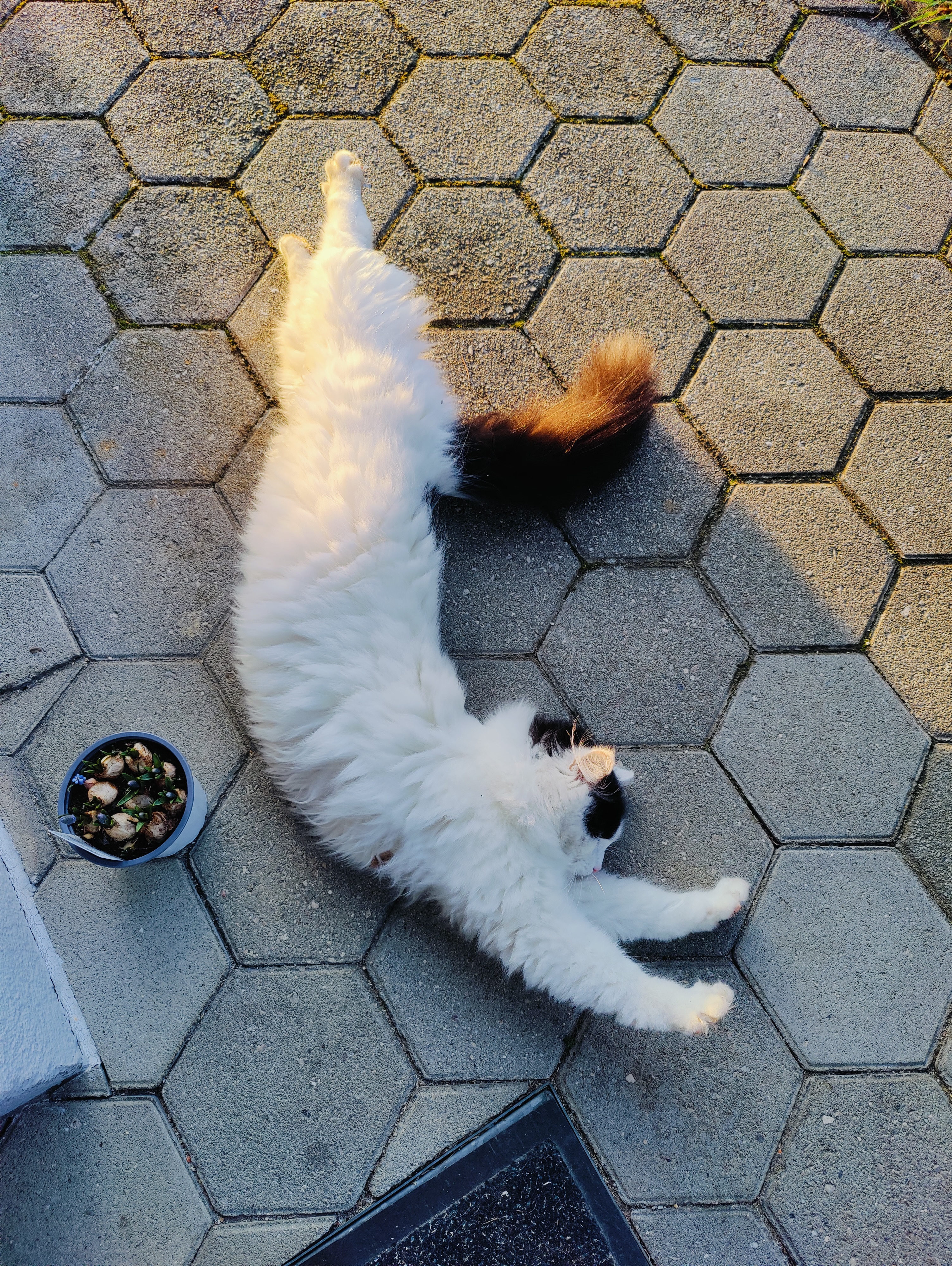 Meine Katze